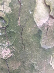 Chlorophyta