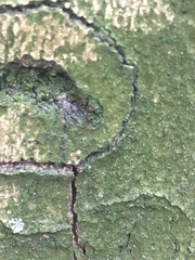 Chlorophyta
