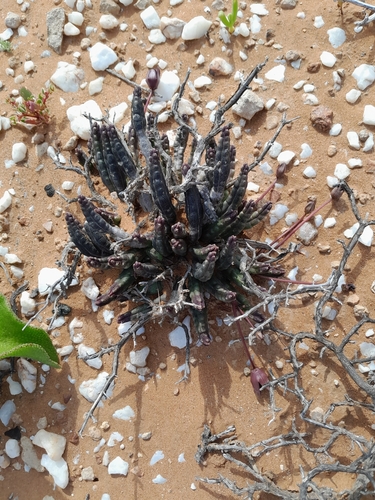 Ceropegia aperta