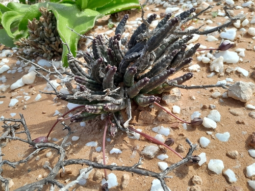 Ceropegia aperta