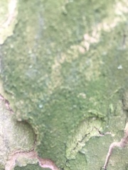 Chlorophyta