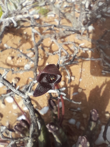 Ceropegia aperta