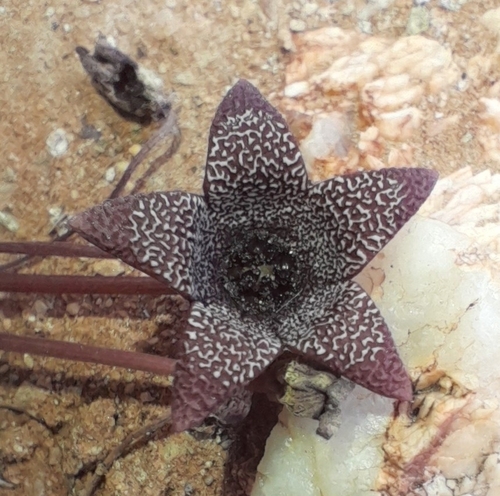 Ceropegia aperta