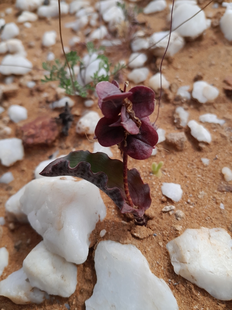 Lachenalia buchubergensis, Oranjemund, NA-KA, NA