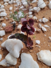 Lachenalia buchubergensis