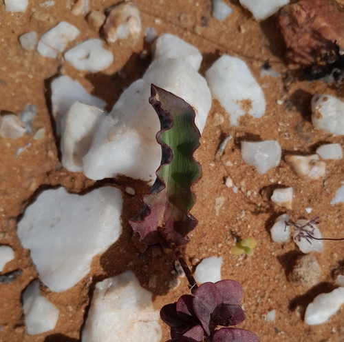 Image of Lachenalia buchubergensis by no rights reserved
