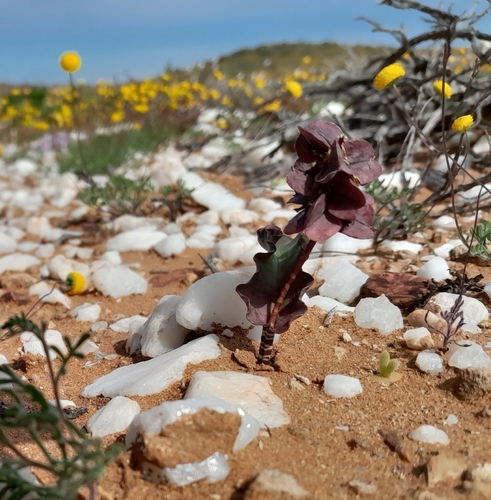 Image of Lachenalia buchubergensis by no rights reserved
