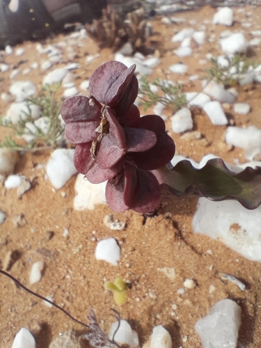 Image of Lachenalia buchubergensis by no rights reserved