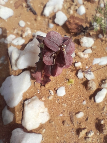 Image of Lachenalia buchubergensis by no rights reserved
