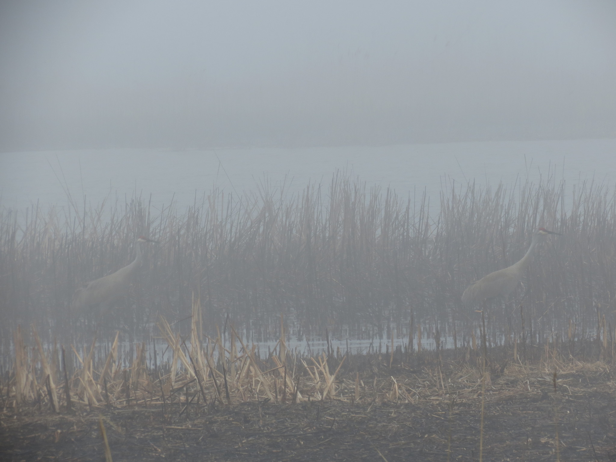 Sandhill Crane
