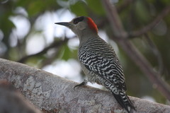 Melanerpes superciliaris