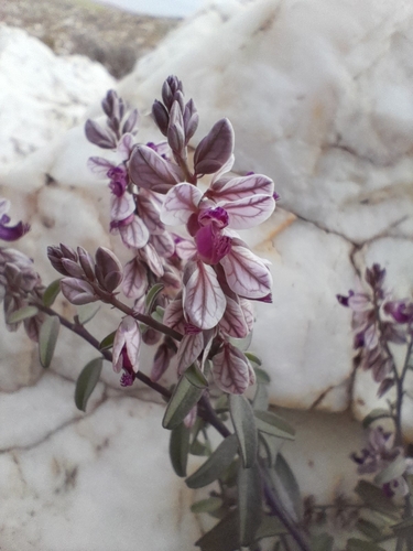 Image of Polygala mossii by no rights reserved
