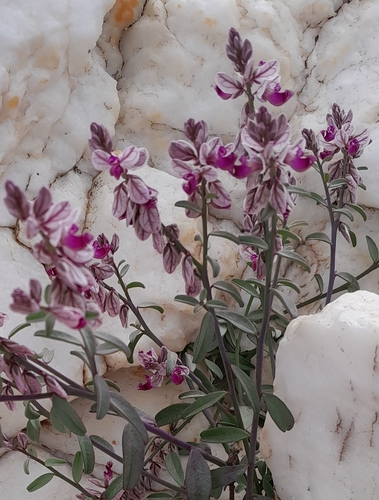 Image of Polygala mossii by no rights reserved