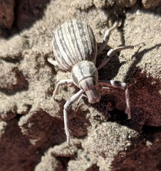 Ophryastes geminatus