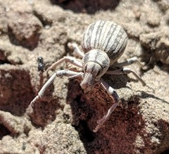 Ophryastes geminatus