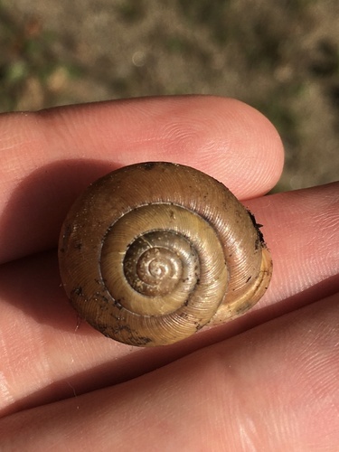 Helix dentifera, 2023-09-06