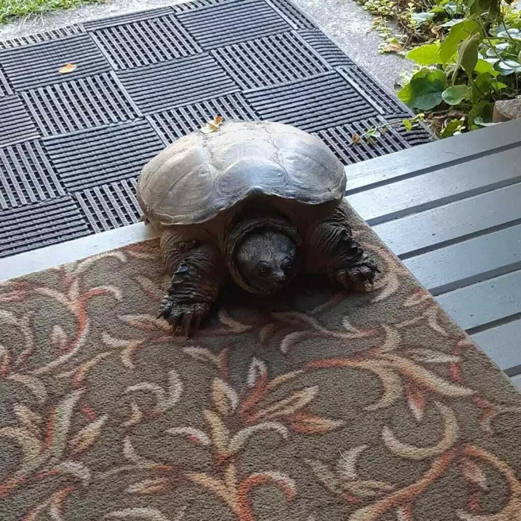 Common Snapping Turtle from Owen Sound, ON, Canada on September 5, 2023 ...