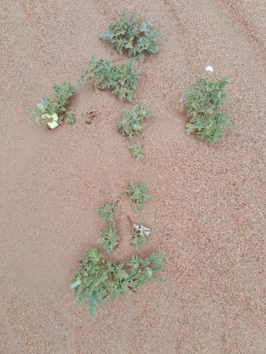 Grielum sinuatum (Grielum sinuatum)