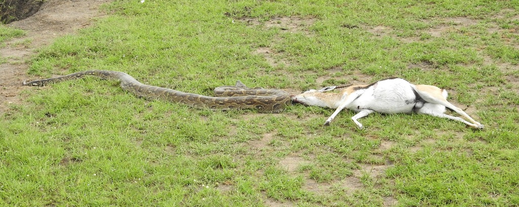 African Rock Python in January 2018 by rafael-ritter72 · iNaturalist