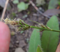 Carex communis