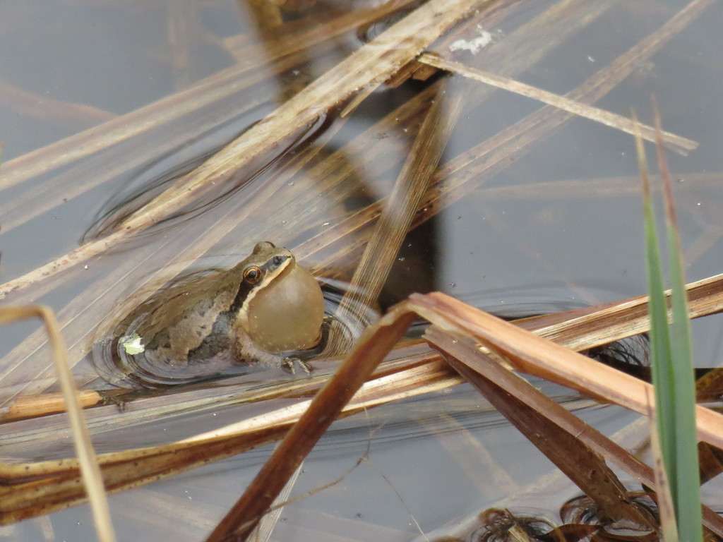 Western Chorus Frog from Middlesex, CAON, CA on March 15, 2016 at 12
