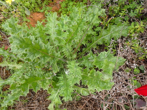 Robust Smelly Capethistle (Berkheya onobromoides)