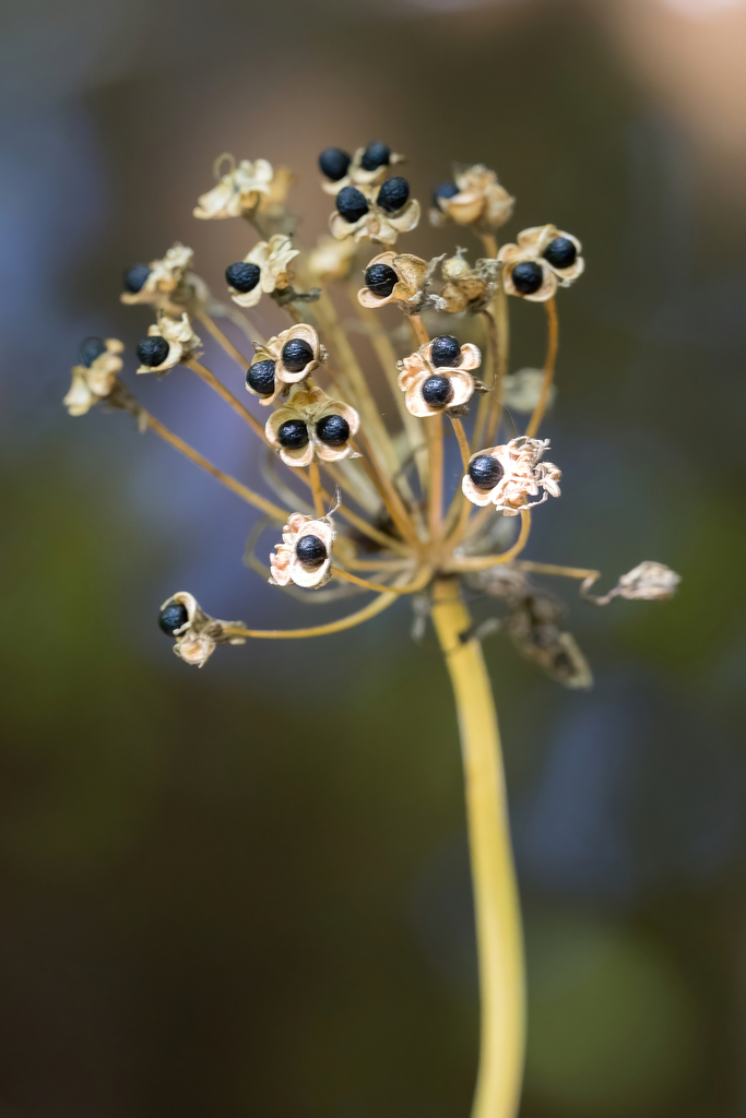 Allium microdictyon