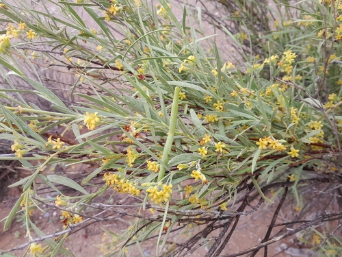 Image of Ectadium virgatum by no rights reserved