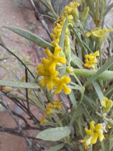 Image of Ectadium virgatum by no rights reserved