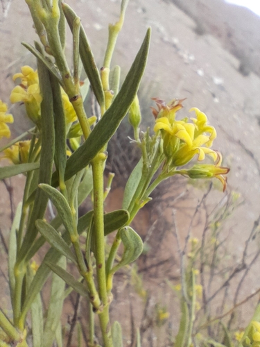 Image of Ectadium virgatum by no rights reserved
