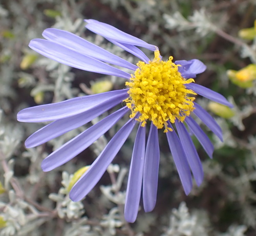 Image of Felicia ovata by (c) Nicola van Berkel, some rights reserved (CC BY-SA)