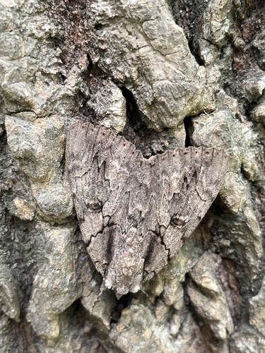Sweetheart Underwing photo 5