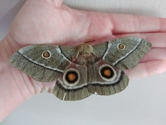 Gonimbrasia belina