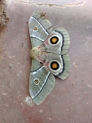 Gonimbrasia belina