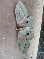 Gonimbrasia belina
