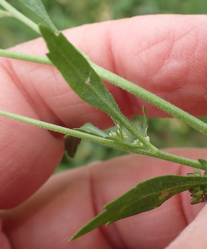 Image of Lepidium africanum by (c) Nicola van Berkel, some rights reserved (CC BY-SA)