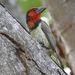 Black-collared Barbet - Photo (c) bjoern1982, some rights reserved (CC BY-NC)