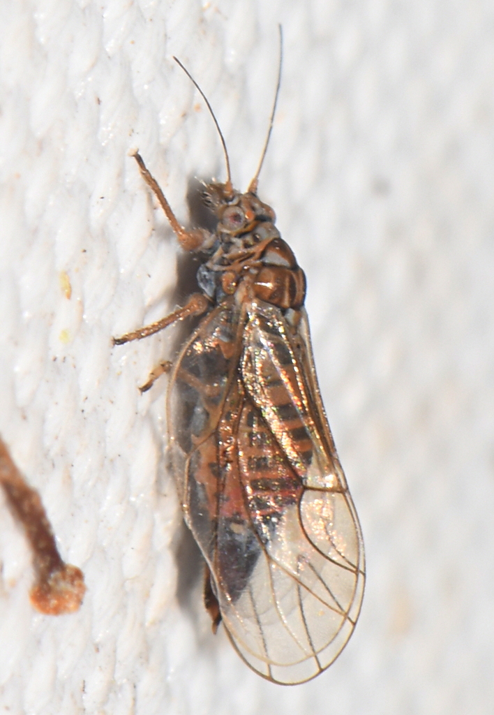 Psylla alpina