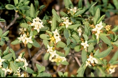 Daphne alpina