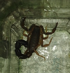 Parabuthus granulatus