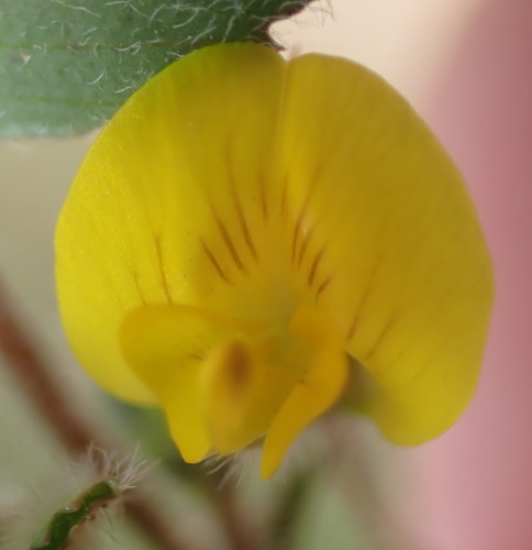 Barrelclover (Medicago truncatula)
