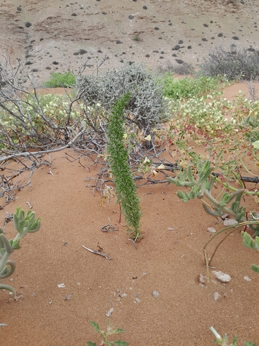 Image of Asparagus juniperoides by no rights reserved