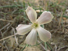 Dianthus schemachensis