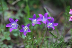 Campanula tridentata