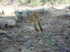 Dianthus schemachensis