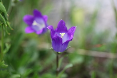 Campanula tridentata