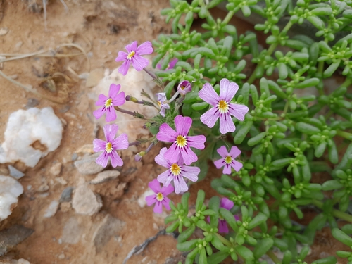 Image of Jamesbrittenia glutinosa by no rights reserved