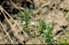 Gratiola officinalis