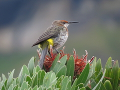 Gurney's Sugarbird photo 2