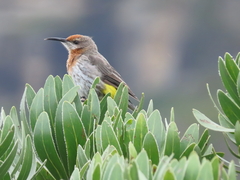 Gurney's Sugarbird photo 3